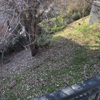 California Tree Design - Messy tree and hillside - Tree Services Near Me California Tree Design - Messy tree and hillside - Tree Services Near Me