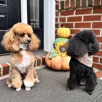 Olde Towne Pet Resort - Pet Sitting Near Me - Sterling, Virginia Olde Towne Pet Resort - Pet Sitting Near Me - Sterling, Virginia
