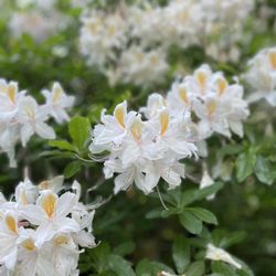 Bloedel Reserve - Gorgeous blooms and scent.