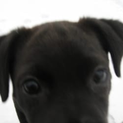 DillyDally Dogwalking