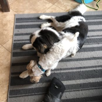 Michelle's Pet Sitting Service - Pet Sitting Near Me Michelle's Pet Sitting Service - Pet Sitting Near Me