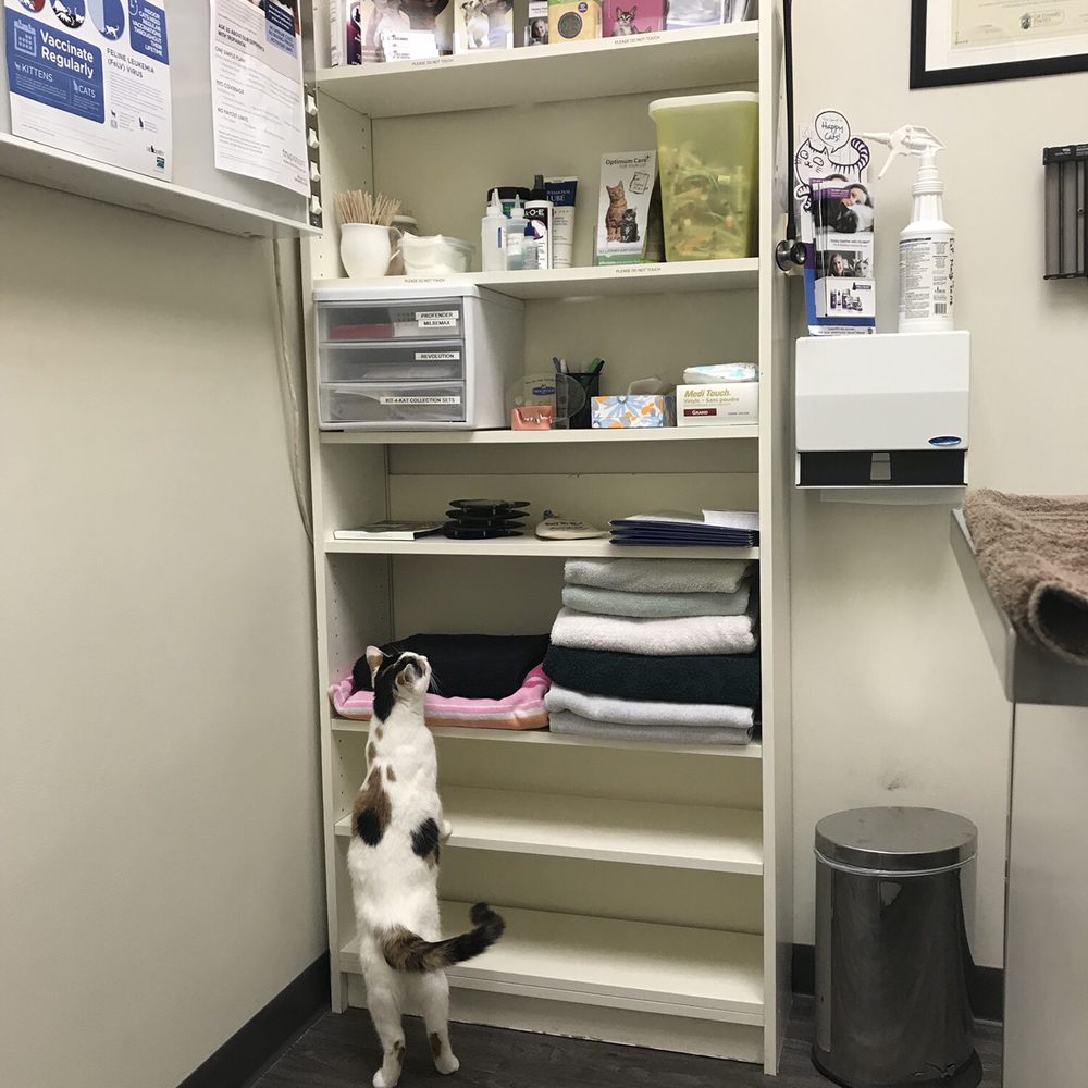 Killarney Cat Hospital - Veterinarians Near Me - Calgary, Alberta Killarney Cat Hospital - Veterinarians Near Me - Calgary, Alberta