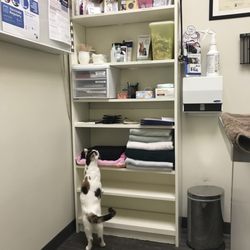 Killarney Cat Hospital