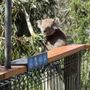 Photo of Koala Conservation Centre