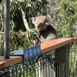 Koala Conservation Centre