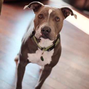 Cinema Veterinary Centre - Buster, the wonder pibble :) He loves everyone at Cinema Veterinary! - Veterinarians Near Me - Valencia, California Cinema Veterinary Centre - Buster, the wonder pibble :) He loves everyone at Cinema Veterinary! - Veterinarians Near Me - Valencia, California