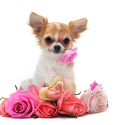 Neo Pet Spa