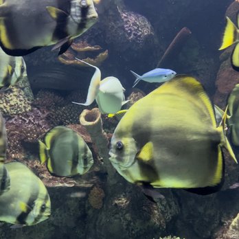 Shedd Aquarium - Aquariums Near Me - Chicago, Illinois