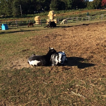 Tendercrop Farm - Farm animals - Farmers Market Near Me - Newbury, Massachusetts