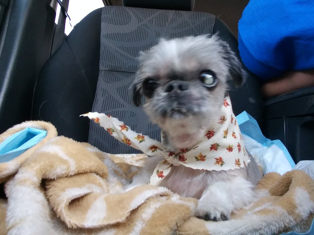 THE PAW SPA Updated September 2024 10 Photos 8 Briarcrest Square