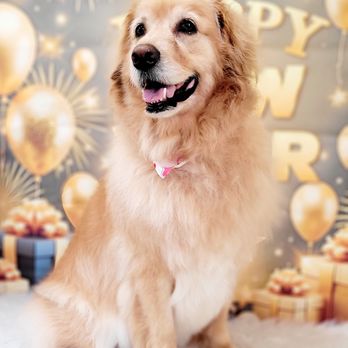 Shurcut Pet Parlour - Pet Groomers Near Me - Monrovia, California Shurcut Pet Parlour - Pet Groomers Near Me - Monrovia, California