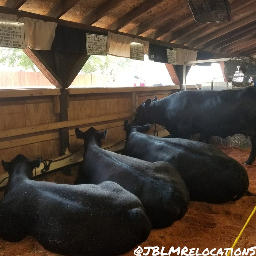 Thurston County Fair - Really wish the cows were turned around so you didn't have to look at their bums! - Venues & Event Spaces Near Me - Lacey, Washington