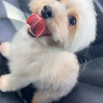 C U Pet Grooming - Where? - Pet Groomers Near Me - Anaheim, California C U Pet Grooming - Where? - Pet Groomers Near Me - Anaheim, California
