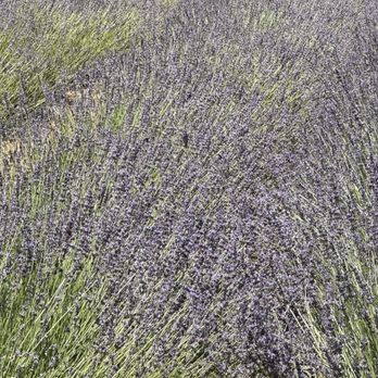Blue Barn Lavender Farm - Hummingbird in lavender field so cute - Pick Your Own Farms Near Me - Sage, California