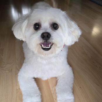 Wag Your Tail - Pet Groomers Near Me - Lakewood, California