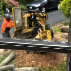 Adirondack Tree Experts - Stump removal