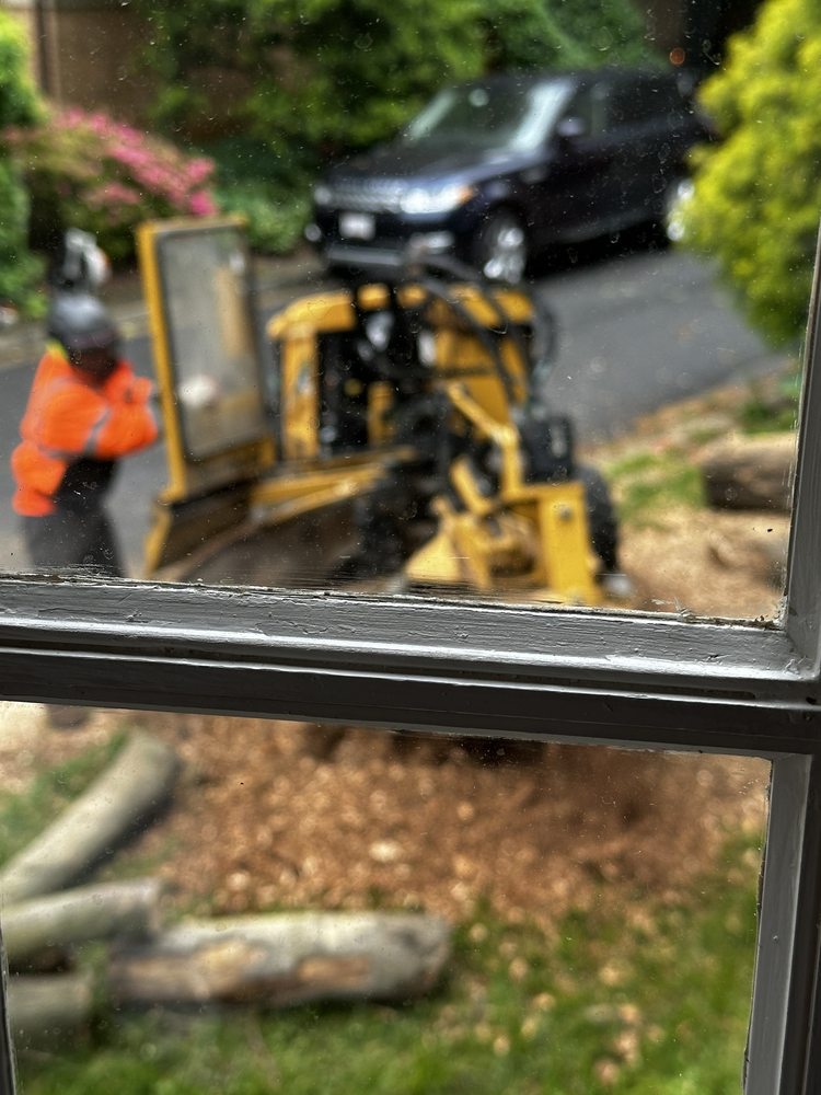 Adirondack Tree Experts - tree service in Beltsville, MD