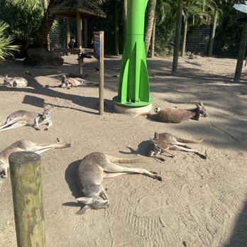 Brevard Zoo - Kangaroos lounging - Zoos Near Me - Melbourne, Florida Brevard Zoo - Kangaroos lounging - Zoos Near Me - Melbourne, Florida