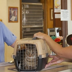 Animal Medical Center Of Traverse City - Compassionate care for your furry friends...