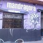 Photo of Mandrágora