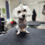 Photo of Preppy Pet