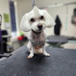 Preppy Pet - The new Charlie:)