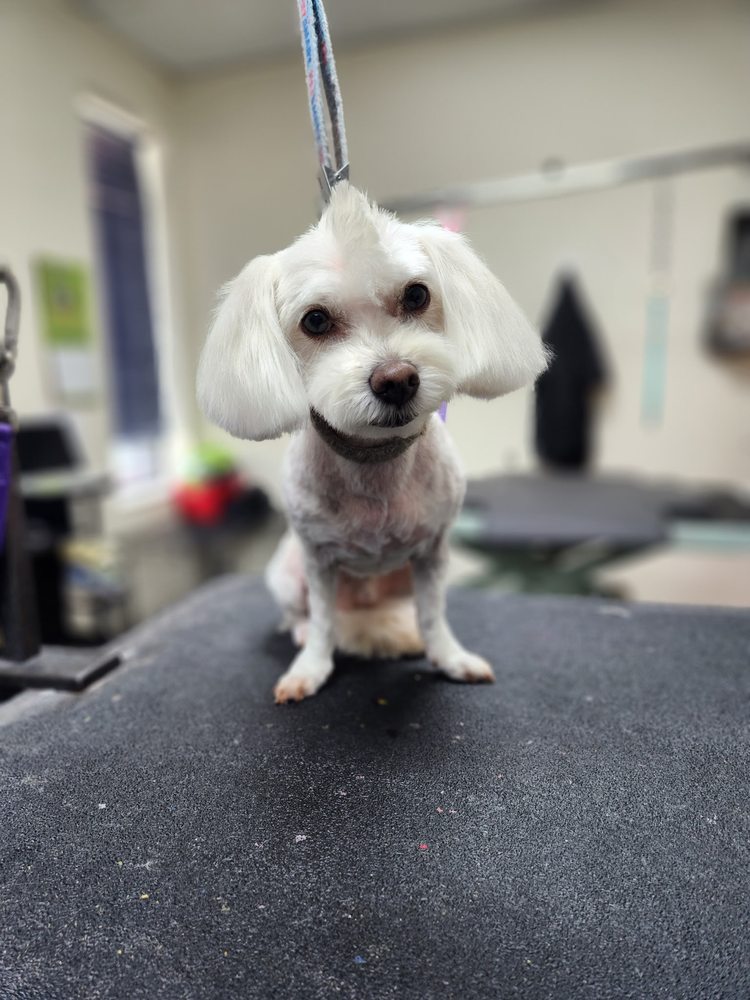 Preppy Pet Image
