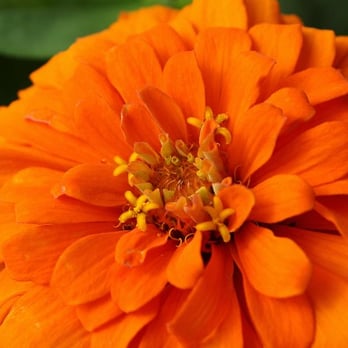 Peck Farm Park - Flower in the garden outside the butterfly house - Parks Near Me - Geneva, Illinois