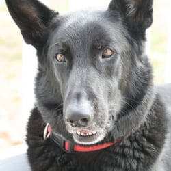 Doggie Breaks Pet Care