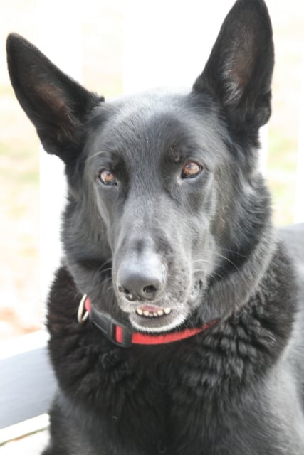 Doggie Breaks Pet Care - pet boarding facility in Raleigh, NC