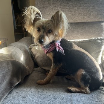 Yopets - This is what $140. My dog doesn't even resemble a Silkie. I could have shaved her down with no style too. A damn shame. - Pet Groomers Near Me - New York, New York Yopets - This is what $140. My dog doesn't even resemble a Silkie. I could have shaved her down with no style too. A damn shame. - Pet Groomers Near Me - New York, New York