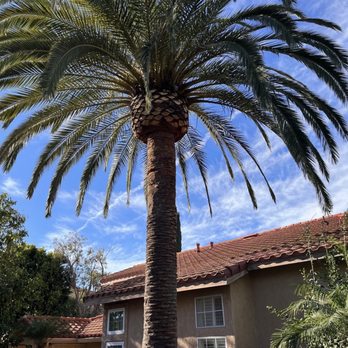 Malpartida Tree Service - Tree Services Near Me Malpartida Tree Service - Tree Services Near Me