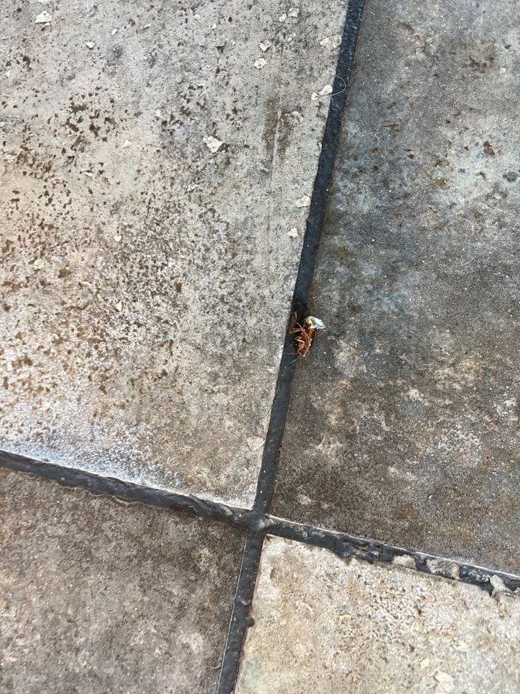 Food from A&W Restaurant