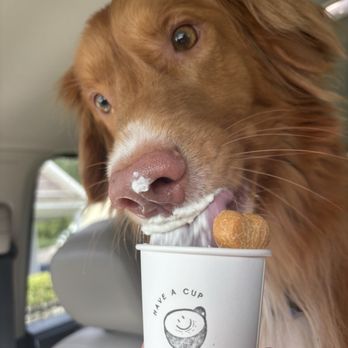 Coffee Haven - Pup cup - Coffee & Tea Near Me - Sneads Ferry, North Carolina Coffee Haven - Pup cup - Coffee & Tea Near Me - Sneads Ferry, North Carolina