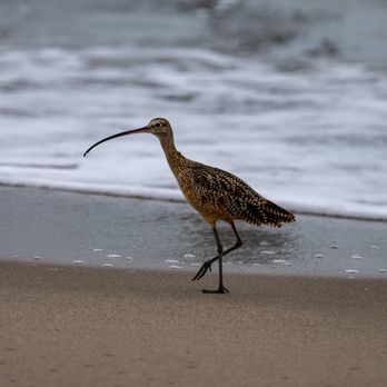 Ormond Beach - Beaches Near Me - Oxnard, California