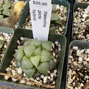 Desert Creations Nursery - Haworthia - Gift Shops Near Me - Northridge, California Desert Creations Nursery - Haworthia - Gift Shops Near Me - Northridge, California
