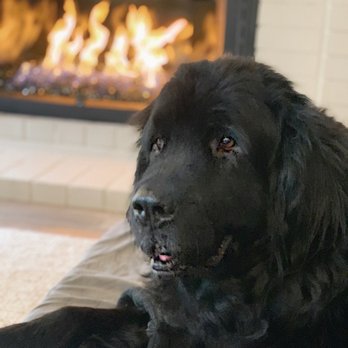 Farrell's Fireside - Kaia says 'two paws up' for the awesome new fireplace! No more crackling logs to scare her! - Chimney Sweeps Near Me - San Diego, California Farrell's Fireside - Kaia says 'two paws up' for the awesome new fireplace! No more crackling logs to scare her! - Chimney Sweeps Near Me - San Diego, California