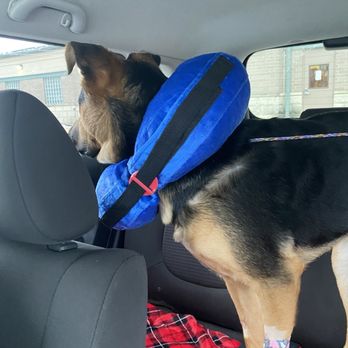 Elmhurst Animal Care Center - Parking lot, headed home after surgery. - Veterinarians Near Me - Elmhurst, Illinois Elmhurst Animal Care Center - Parking lot, headed home after surgery. - Veterinarians Near Me - Elmhurst, Illinois