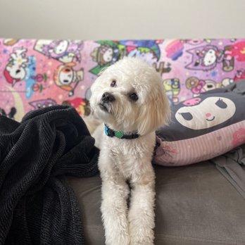Healthy Spot - Long Beach - Pet Sitting Near Me - Long Beach, California Healthy Spot - Long Beach - Pet Sitting Near Me - Long Beach, California
