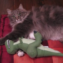 RSPCA - Say 'meow' to Sir Chester!