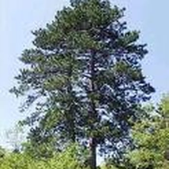 Upper Cut Tree Service - Tree Services Near Me - Forest Lake, Minnesota Upper Cut Tree Service - Tree Services Near Me - Forest Lake, Minnesota