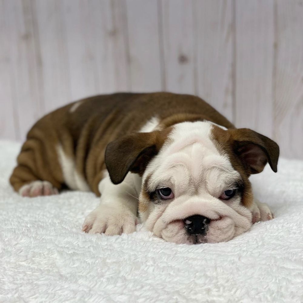 Teacup English Bulldog Puppies