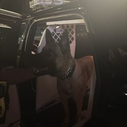 City of Sterling Heights - K9 Heath