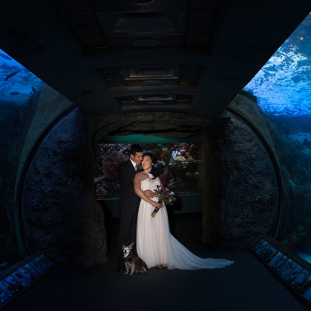 Klink Events - Photography: https://www.oryanempire.com/ Venue: http://www.aquariumofpacific.org/ - Wedding Planning Near Me Klink Events - Photography: https://www.oryanempire.com/ Venue: http://www.aquariumofpacific.org/ - Wedding Planning Near Me