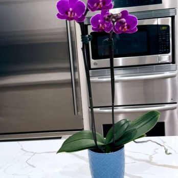 Bay Area Orchids - Nurseries & Gardening Near Me - Half Moon Bay, California