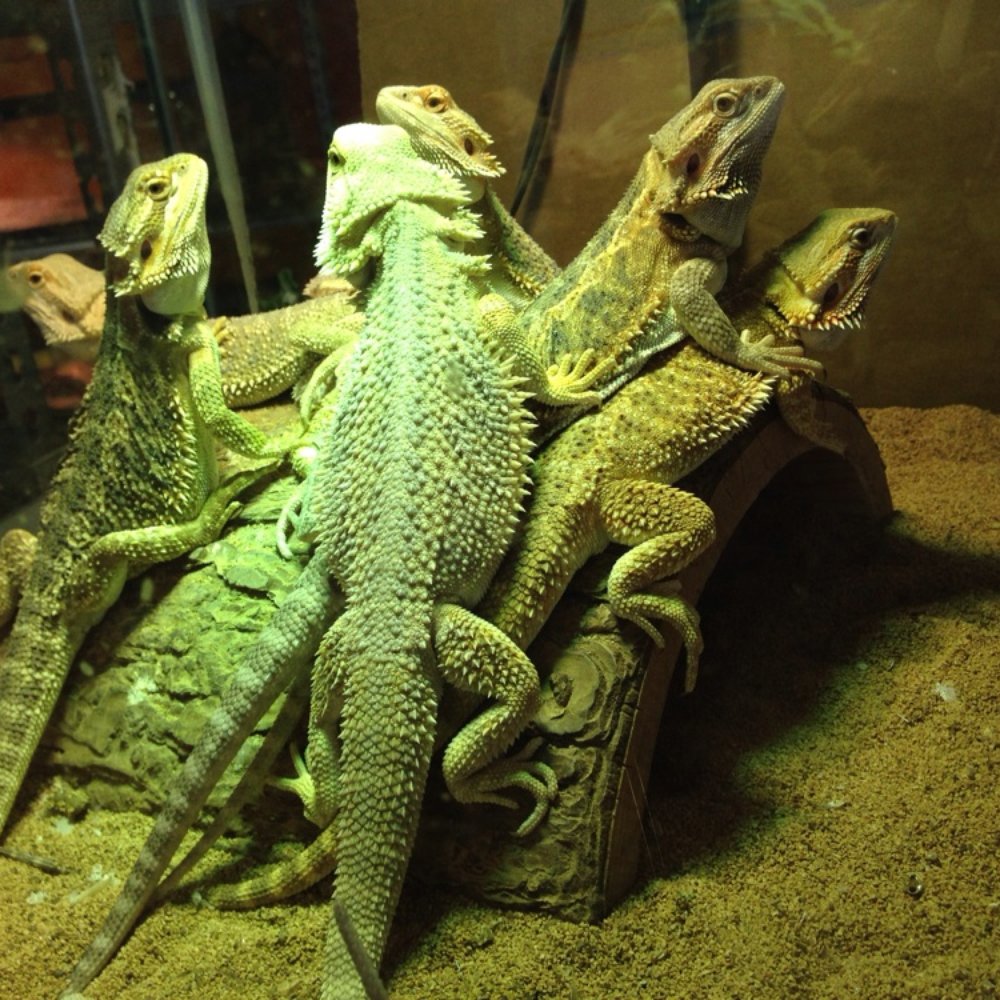 The Tye-Dyed Iguana - Beardies! - Reptile Shops Near Me - Fairview Heights, Illinois