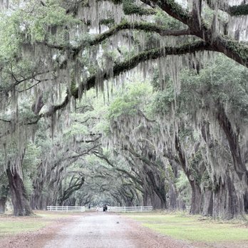 Wormsloe State Historic Site - Just loving that moss - Landmarks & Historical Buildings Near Me - Savannah, Georgia Wormsloe State Historic Site - Just loving that moss - Landmarks & Historical Buildings Near Me - Savannah, Georgia