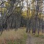 Photo of Brown Lowery Provincial Park