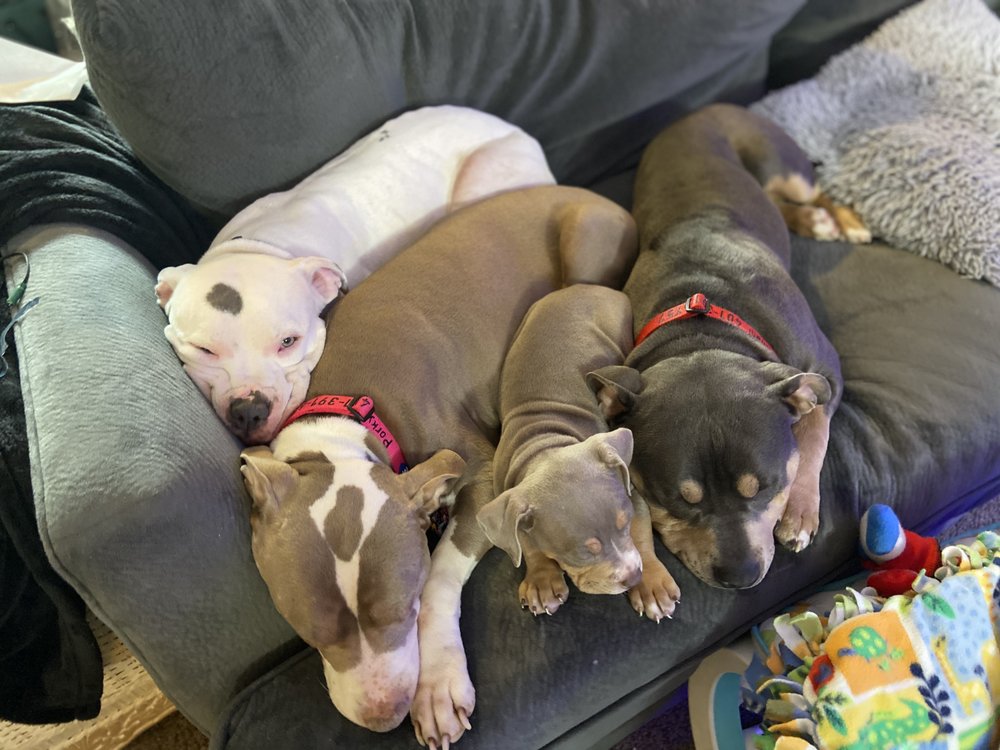 OLD FARM KENNELS Updated August 2024 5451 Eastside Hwy, Florence