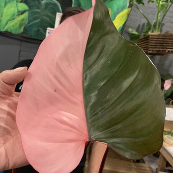 Jordan's Jungle - Nurseries & Gardening Near Me - Pawtucket, Rhode Island